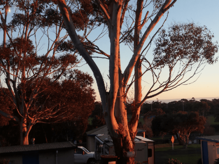 Limestone Coast Tourist Park 86 768x576