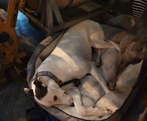 Patrick Boatrocker 2 300x247