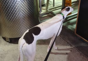 Patrick Boatrocker 300x207