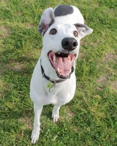 Patrick DDP Ball Face 240x300