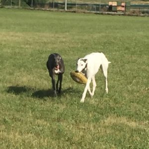 Patrick DDP football 300x300