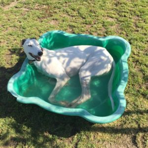 Patrick DDP shell pool 2 300x300