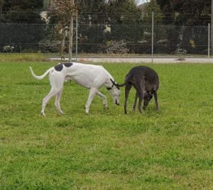 Patrick DDP sniff 300x268