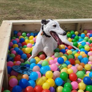 Patrick DPP Ball pit 300x300