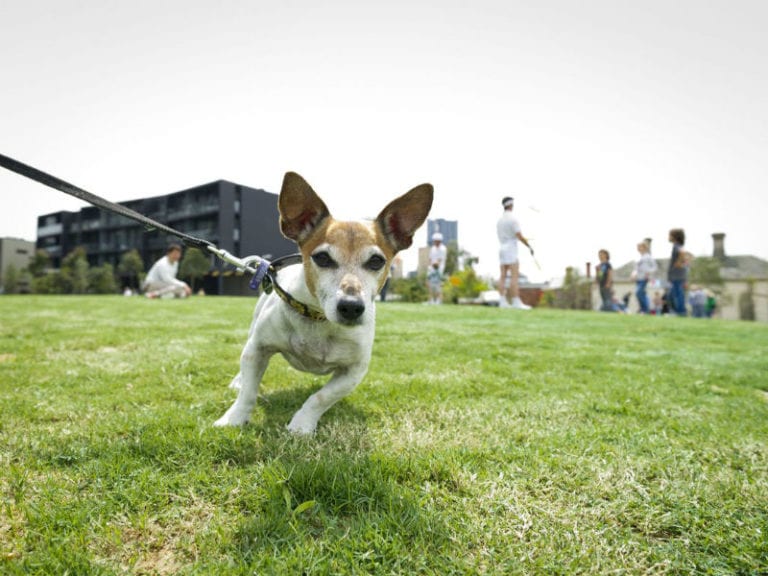 Surrey Park 86 768x576