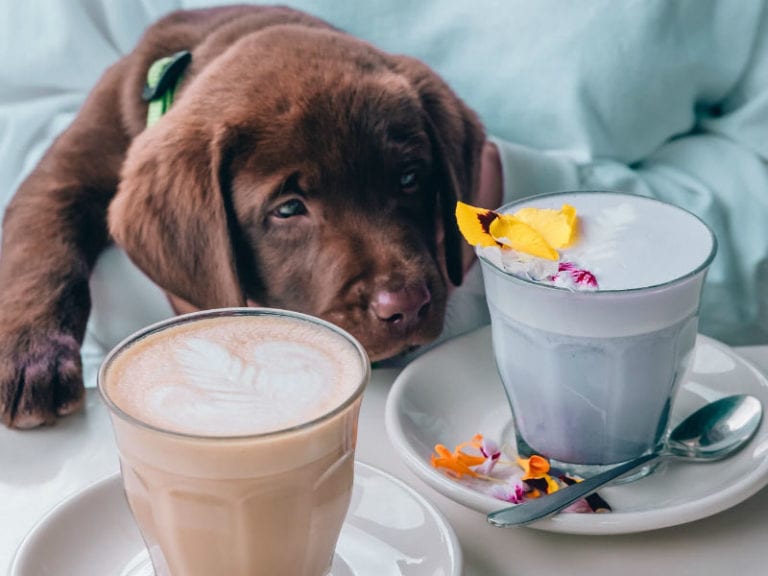 Baby Coffee 1 86 768x576