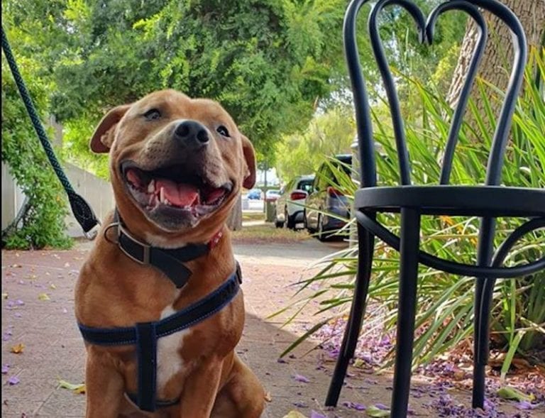 Bowie Kitchen 768x589