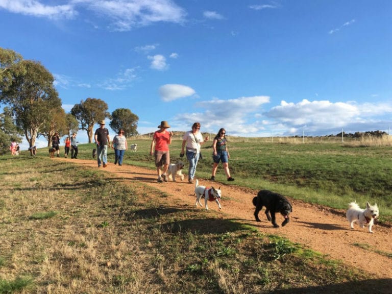 Curtin Horse Paddock Walk 2 86 768x576