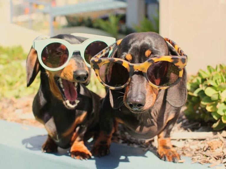 Dachshund Coffee 2 86 768x576