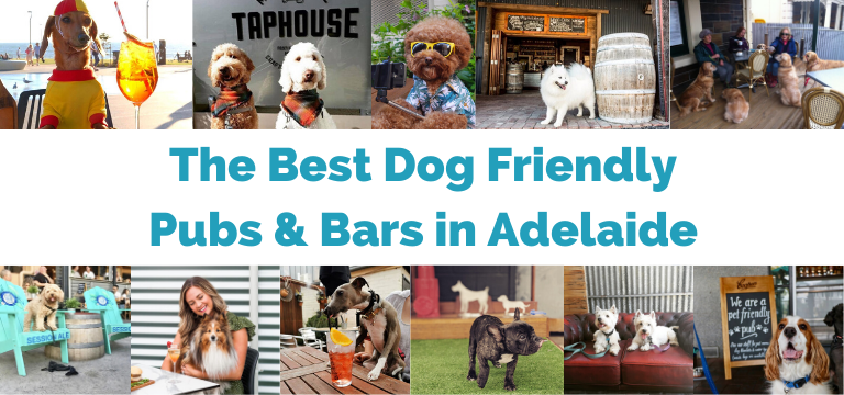 Dog Friendly Pubs Adelaide MAIN