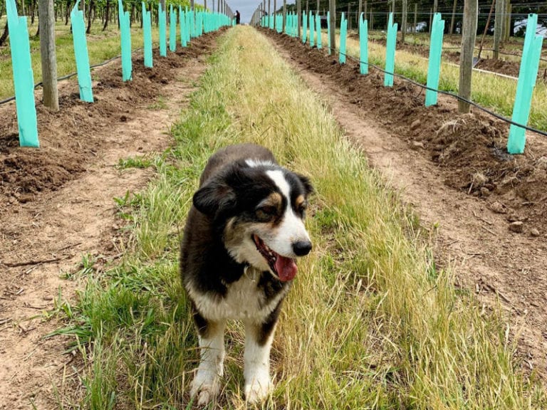 Lightfood Sons 1 86 768x576