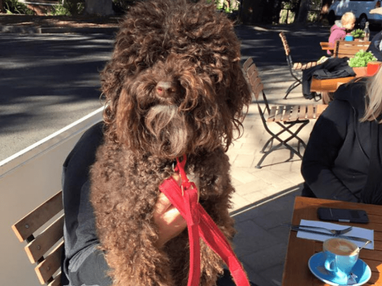 Pearl Beach General Store and Cafe 768x576