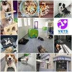 Vets On Crown Pet Boarding Services 150x150