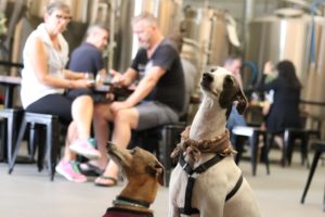 Webp.net compress image 300x200