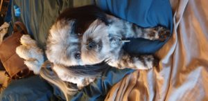 20200211 190133 300x146