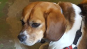 9AA76EA7 D9AB 4F25 B639 68DAA65BAF3A 300x169