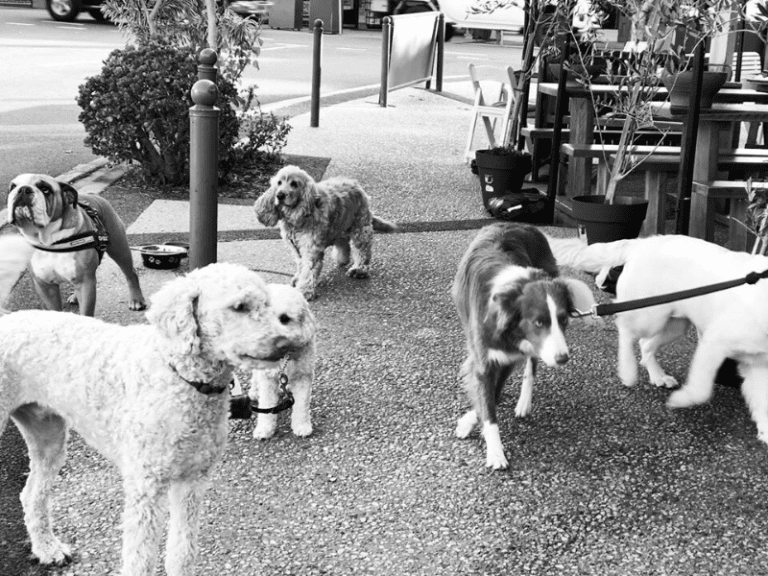 Alcove Cafe Deli 768x576