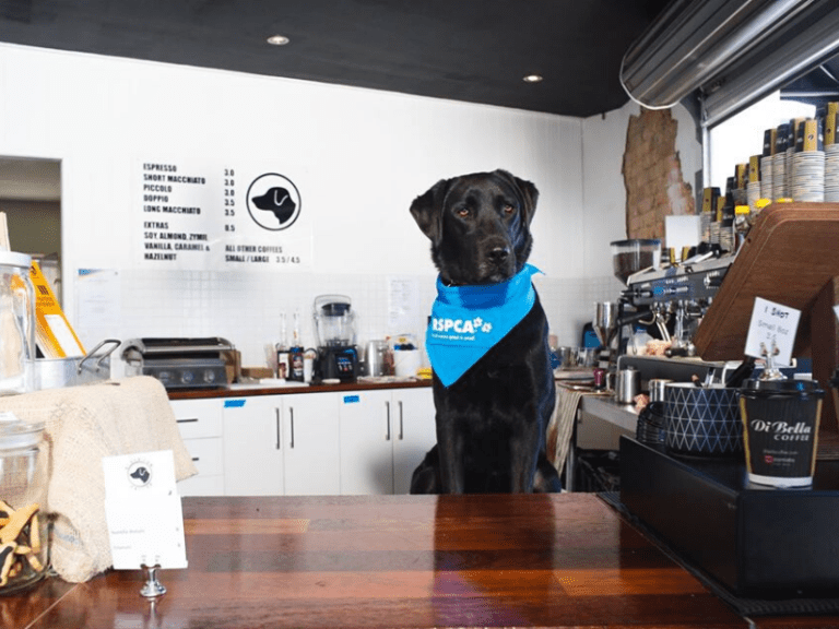 Black Lab Coffee 768x576