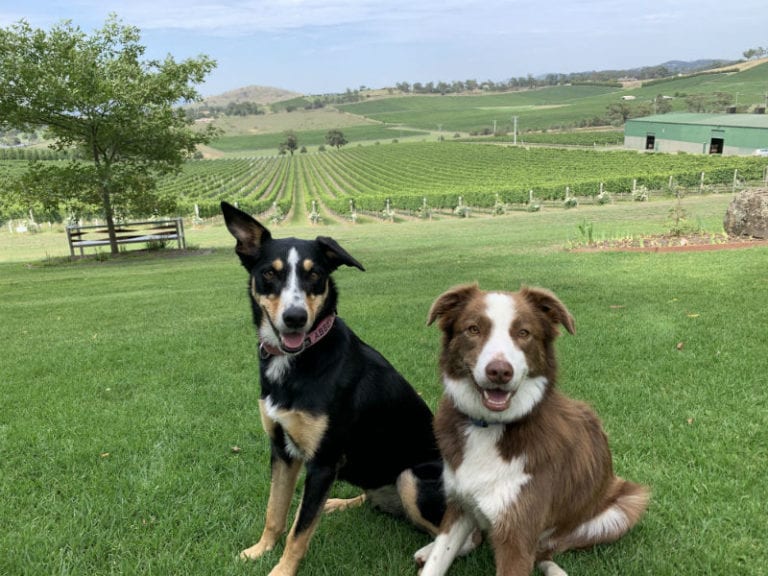 De Bortoli Winery 3 86 768x576