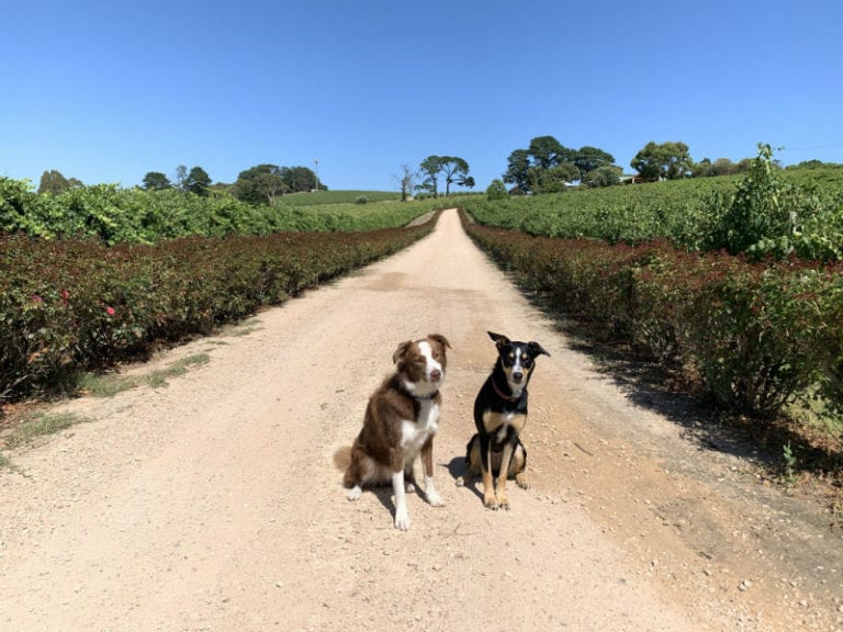 Dog Ridge 2 86 768x576