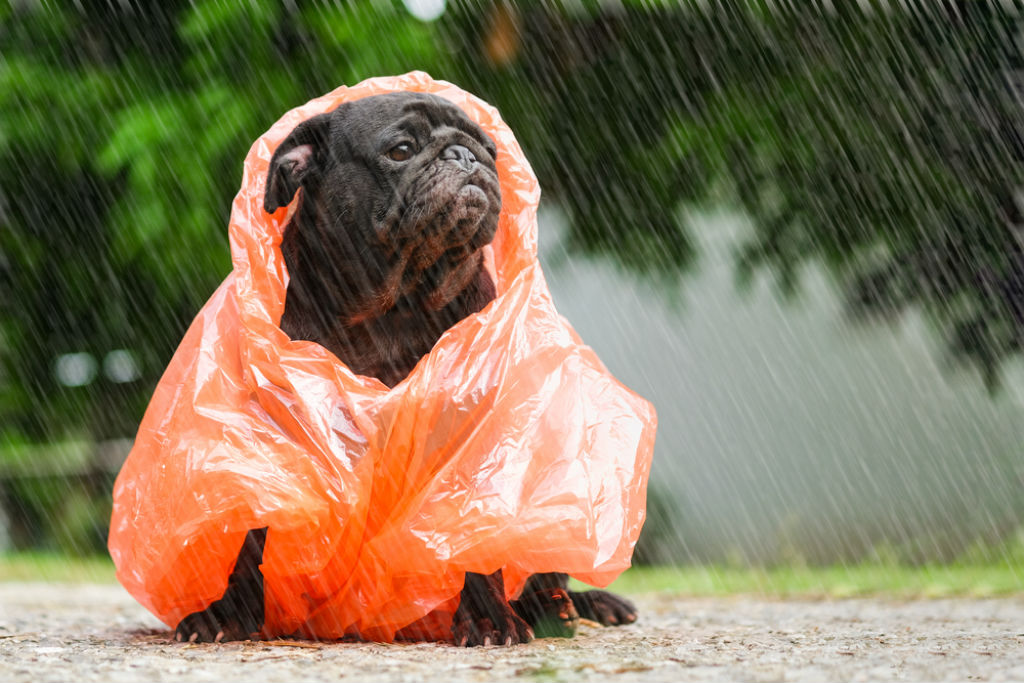 Places to take your dog on a rainy 2024 day near me