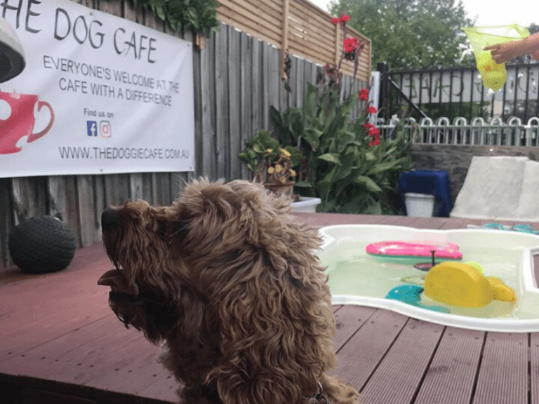 The Dog Cafe 768x576