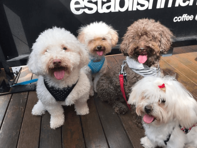 Woofissimo Cafe 768x576