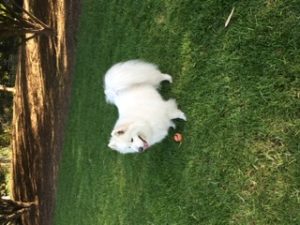 989AFF73 BC7A 451F B9E7 888FCEB441C4 300x225