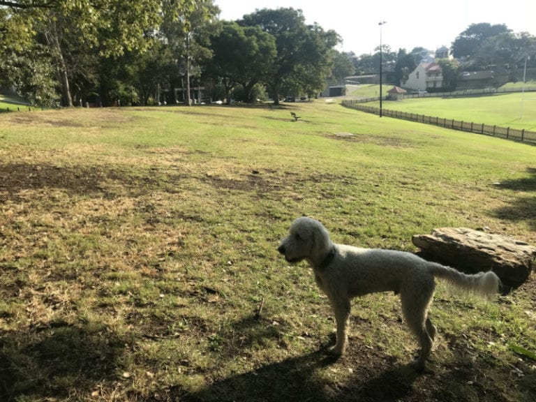 Birchgrove Park 86 768x576