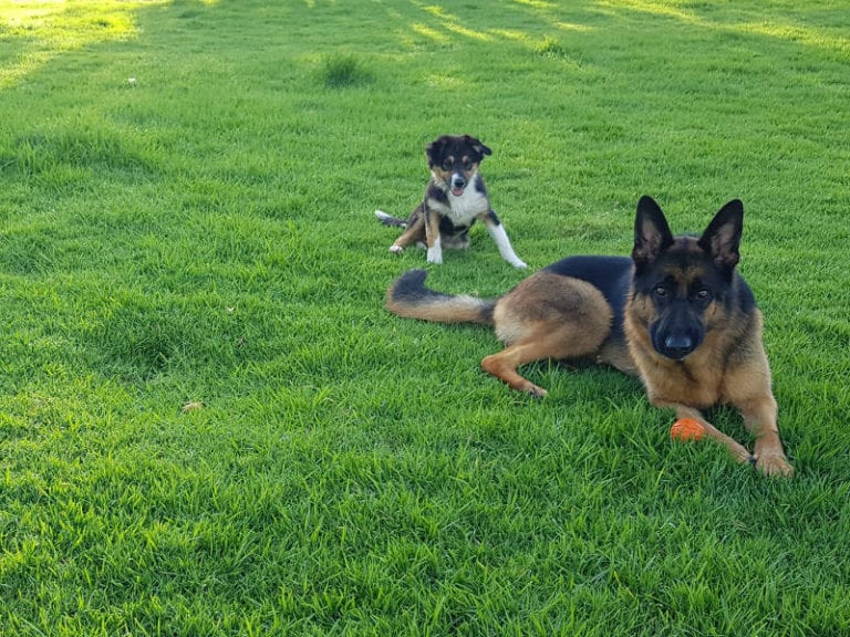 Henson Park 86 768x576