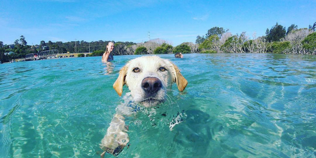 nsw road trip with dog