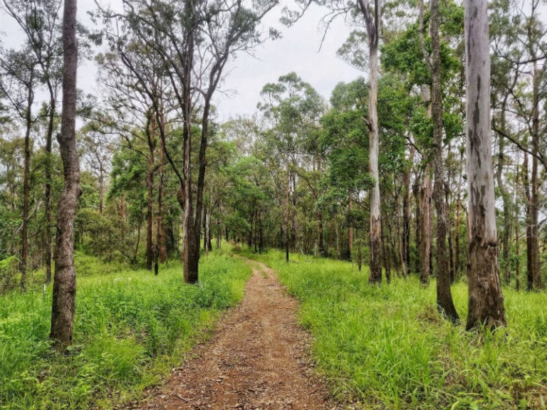 Samford conservation park dog friendly hikes 1 768x576