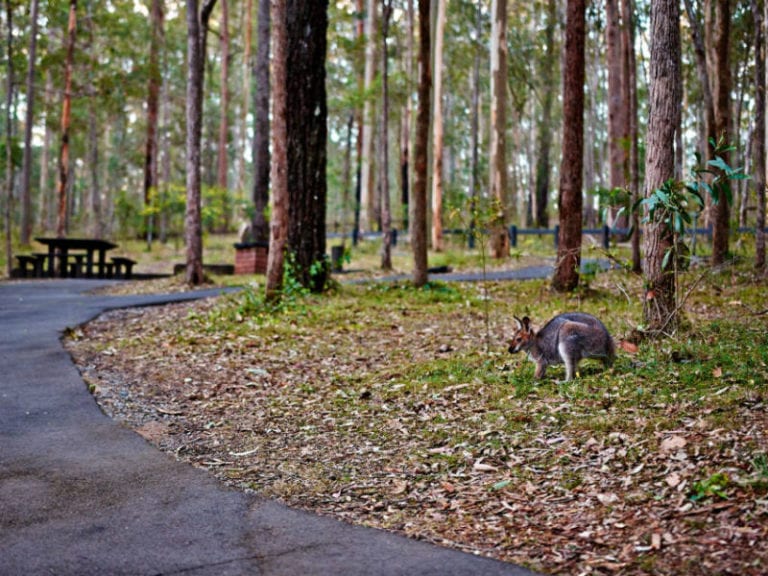 daisy hill conservation park dog friendly hiking 1 768x576