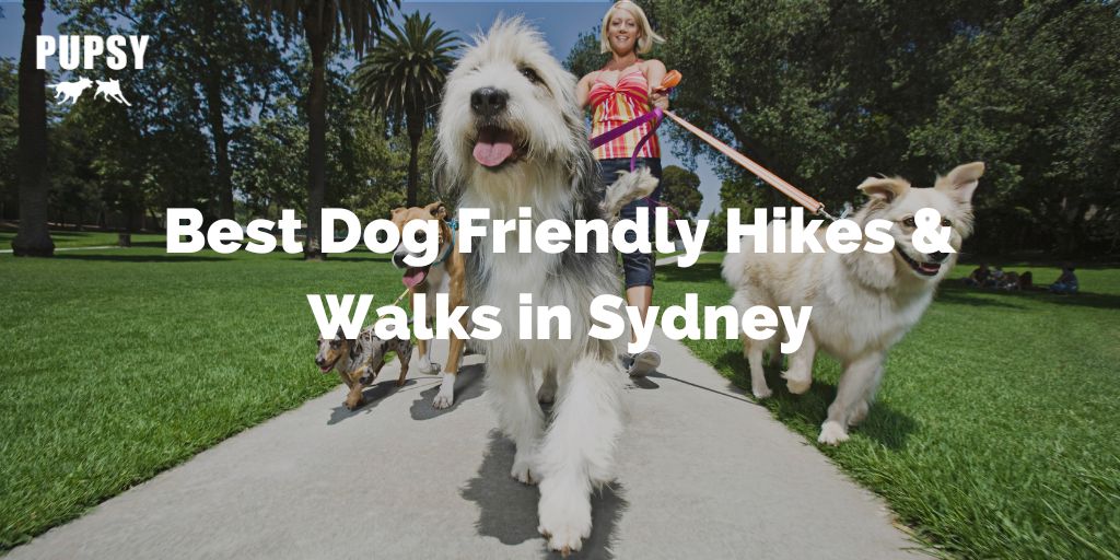 dog-friendly-hikes-and-walks-in-sydney