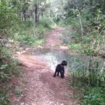 moggill conservation park dog friendly walks 2 150x150