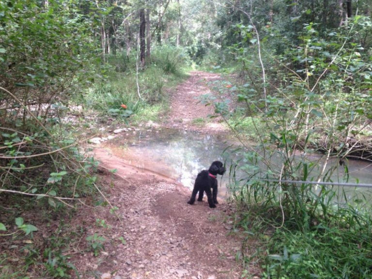 moggill conservation park dog friendly walks 2 768x576