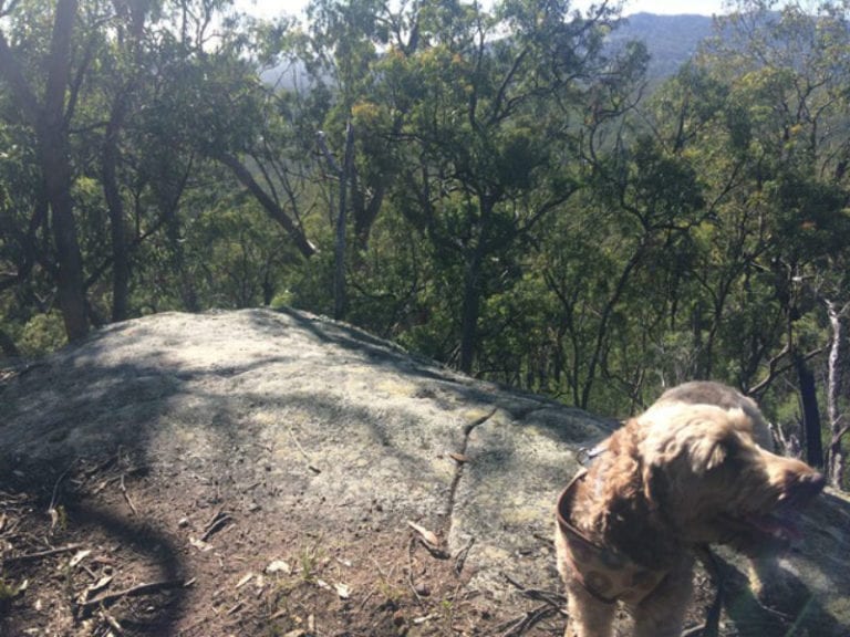 plunkett conservation park dog friendly hikes 1 768x576