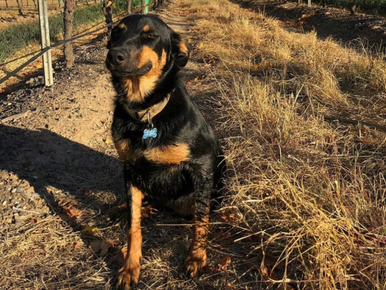 Glandore Estate 3 86 768x576