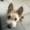 Poppy