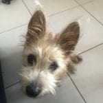 Poppy