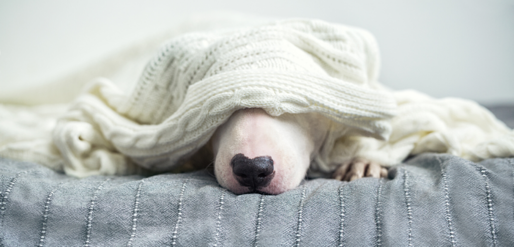 Dog Sleeping under cardigan