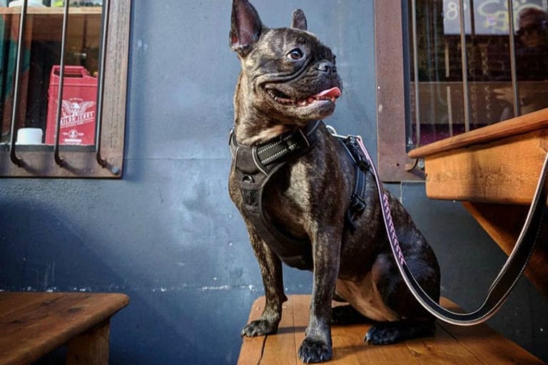 Ezra Pound 1 96 768x512