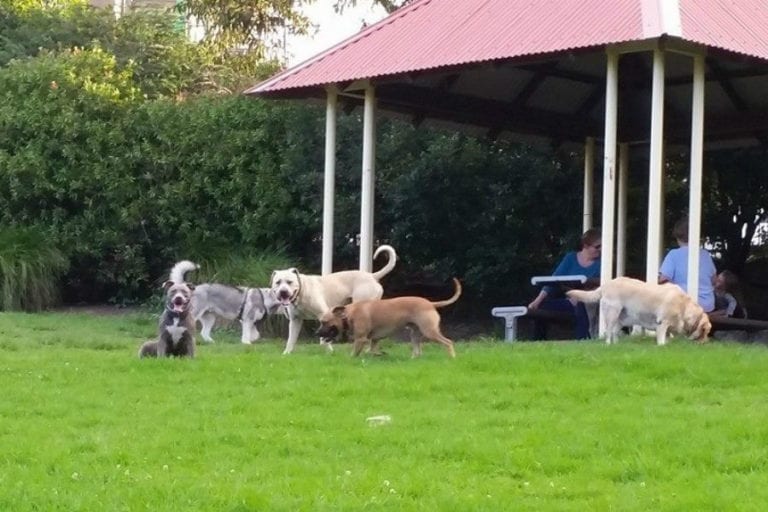 Flinders Dog Park 1 96 768x512