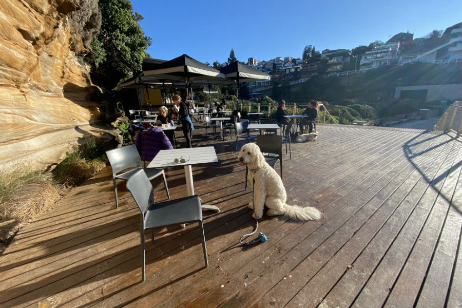 Tamarama Beach Cafe Dog Friendly Cafe In Tamarama Pupsy