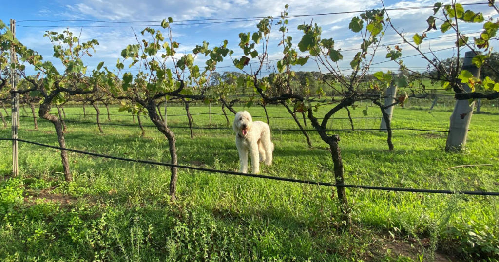 Dog Friendly Wineries In Hunter Valley PUPSY