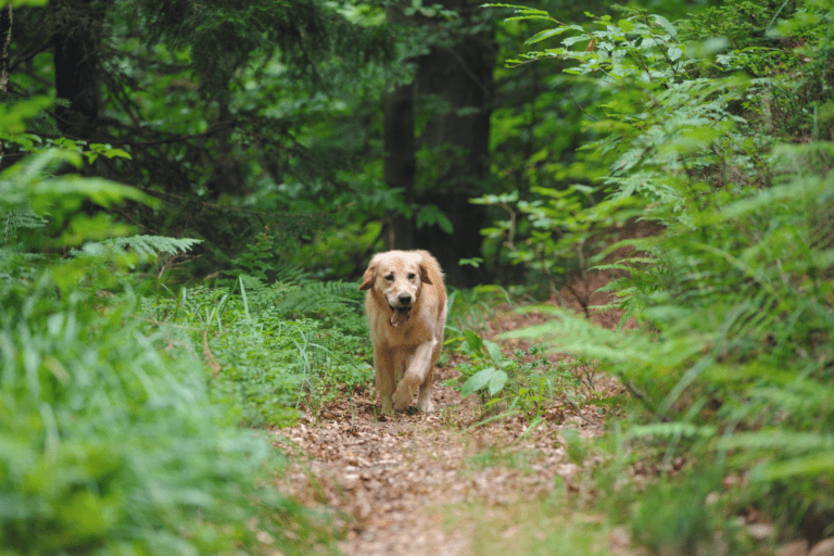 PET FRIENDLY SOUTHERN HIGHLANDS Pupsy