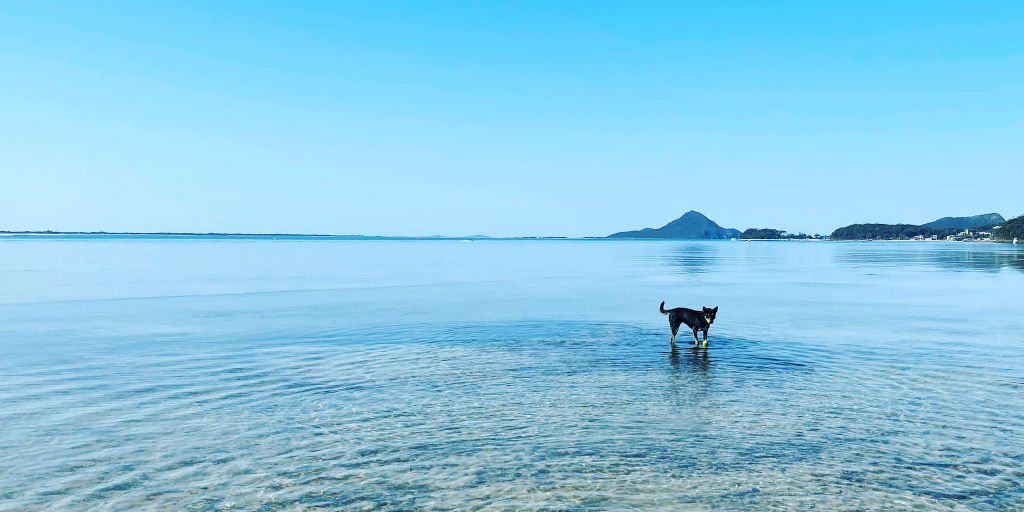 Dog Friendly Accommodation, Beaches & Bars in Port Stephens & Great