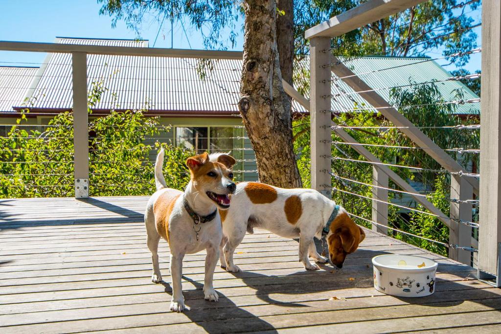 Monigattis dog friendly accommodation 19