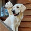 Archie & Gracie