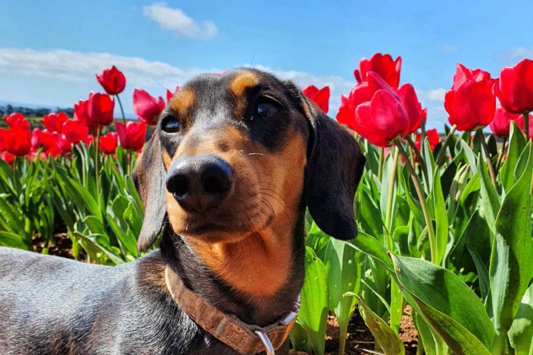 Table Cape Tulip Farm 1 96 768x512